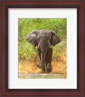 Framed Elephant Charge