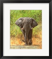 Framed Elephant Charge