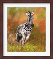 Framed Zebra Running
