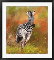 Framed Zebra Running