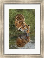 Framed Tiger At Waters Edge