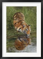 Framed Tiger At Waters Edge