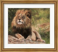 Framed Lion Laying Down