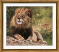 Framed Lion Laying Down
