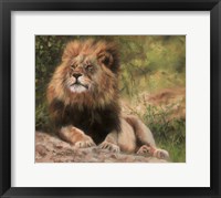 Framed Lion Laying Down