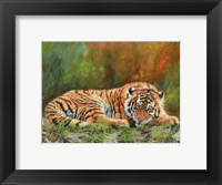 Framed Amur Tiger Laying Down