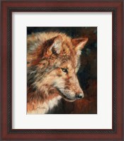 Framed Grey Wolf Portrait