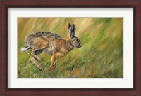 Framed Wild Hare Running