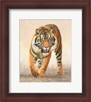 Framed Tiger16