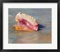 Framed Conch Shell