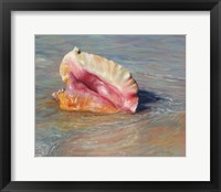Framed Conch Shell