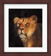 Framed Study Of A Lioness