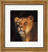 Framed Study Of A Lioness