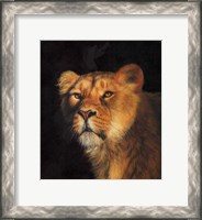 Framed Study Of A Lioness