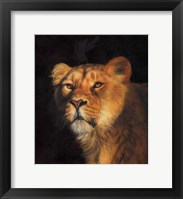 Framed Study Of A Lioness