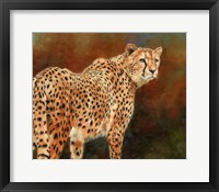 Framed Cheetah10