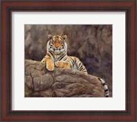 Framed Amur Tiger On The Rocks