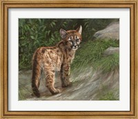 Framed Cougar Cub