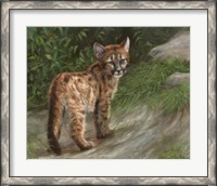 Framed Cougar Cub