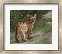 Framed Cougar Cub