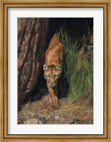 Framed Mountain Lion