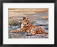 Framed Lion Cub Resting