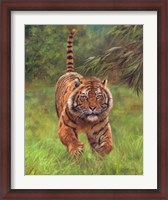 Framed Sumatran Tiger Running