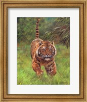 Framed Sumatran Tiger Running