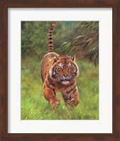 Framed Sumatran Tiger Running