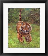 Framed Sumatran Tiger Running