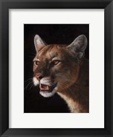 Framed Cougar