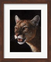 Framed Cougar