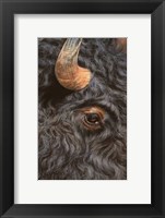Framed Bison Close Up