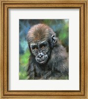 Framed Baby Mountain Gorilla