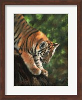 Framed Tiger Cub Climbing Down Tree