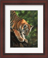Framed Tiger Cub Climbing Down Tree
