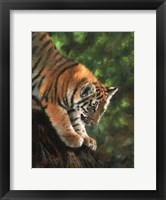 Framed Tiger Cub Climbing Down Tree