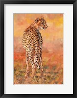 Framed Cheetah Midday Sun