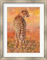 Framed Cheetah Midday Sun