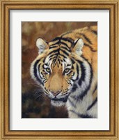 Framed Tiger Siberian