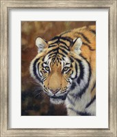Framed Tiger Siberian