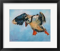 Framed Puffin