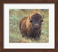 Framed Bison