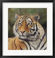 Framed Tiger Portrait 6