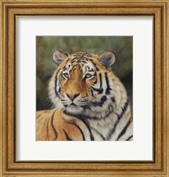 Framed Tiger Portrait 6