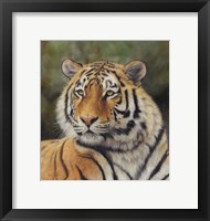 Framed Tiger Portrait 6