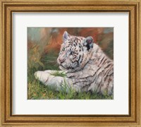 Framed White Tiger Cub Laying Down