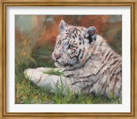 Framed White Tiger Cub Laying Down