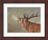 Framed Red Deer Stag