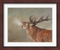 Framed Red Deer Stag